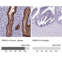 PRR15 Antibody, Novus Biologicals 25 &mu;L | Buy Online | Novus Biologicals | Fisher Scientific